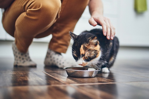 une alimentation pour chat adaptée